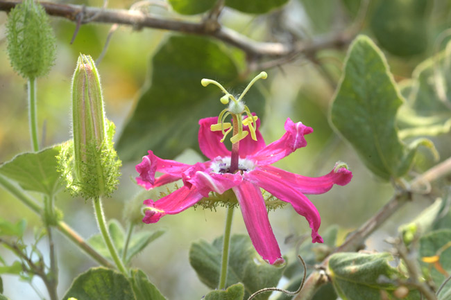 Passiflora-passionflower-savanna-east-of-Nakum-Parque-Nacional-Yaxha