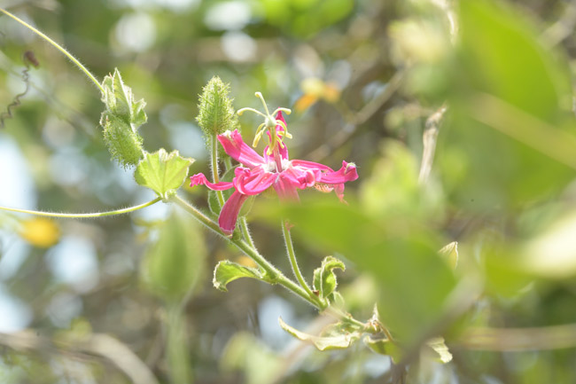 Passiflora-passionflower-savanna-east-of-Nakum-Parque-Nacional-Yaxha