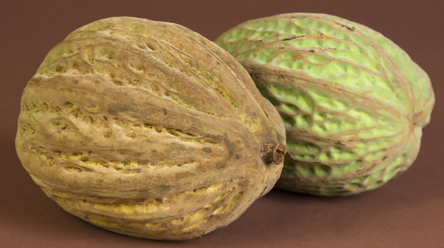 Pataxte, Theobroma bicolor, a species relative to cacao, Photo by Jaime Leo...