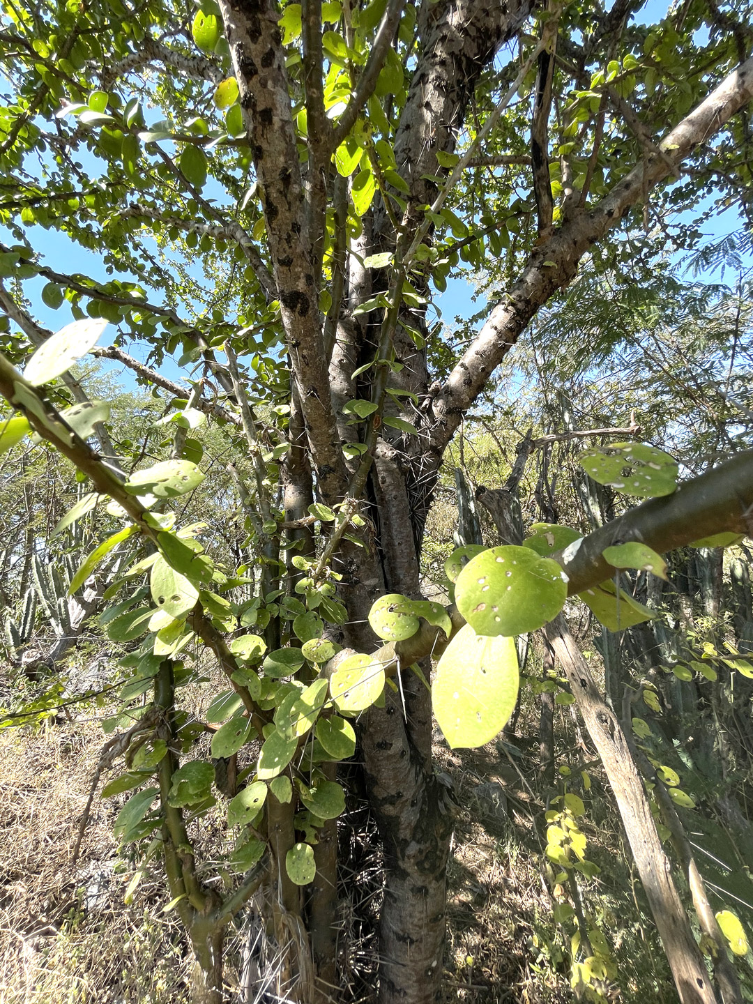 Pereskia-lyechnidiflora-manzanote