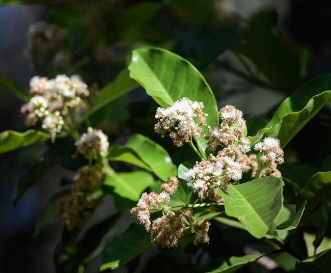 allspice-pimienta-gorda-Pimenta-dioica-Yaxha-Guatemala