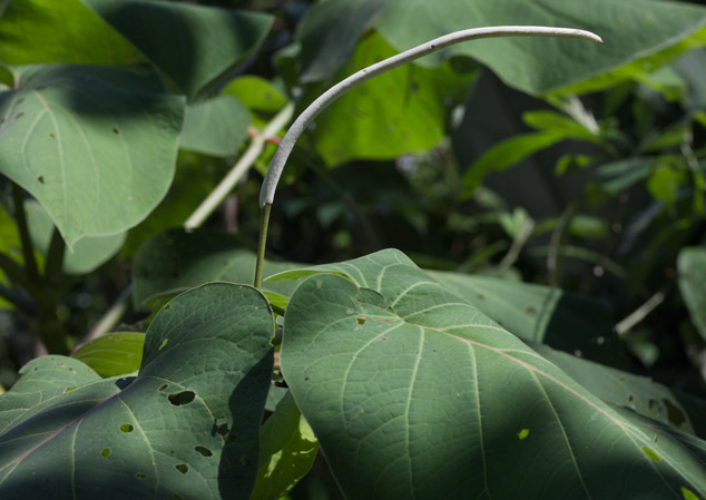 Piper-auritum-inflorescence-santa-Izabal-NH