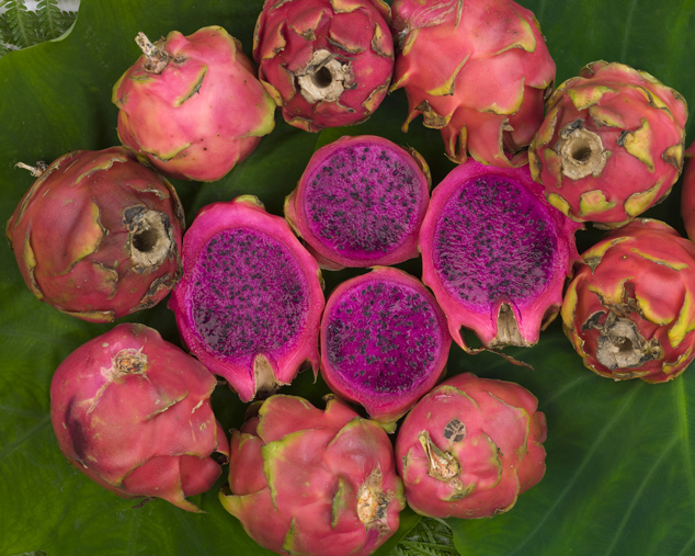 Pitaya, Hylocereus undatus open and unopen fruit, a cactus plant. Photo by Jaime Leonardo at FLAAR studio, Guatemala City