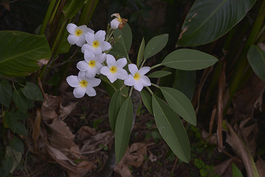 Plumeria-rubra-flor-mayo-5803