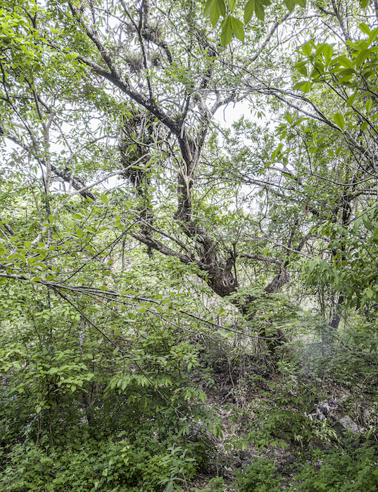 Plumeria-rubra-giant-old-trunk-uphill-from-Ipala-Jun-6-2023-iPhone-14-ProMax-NH