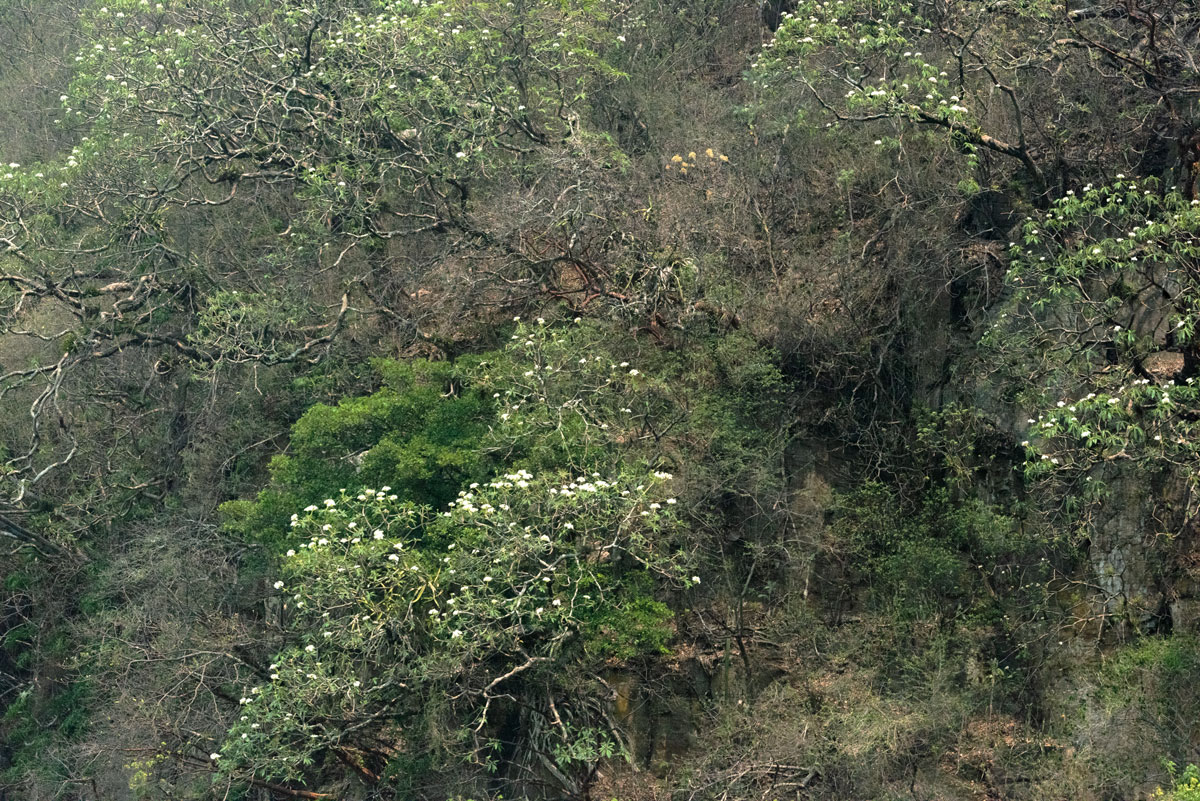 Plumeria-variant-Lake-Amatitlan-bosque-seco-north-east-side-Apr-16-2023-Nikon-D810-200mm-Nikkor-NH-9334-PS-NH