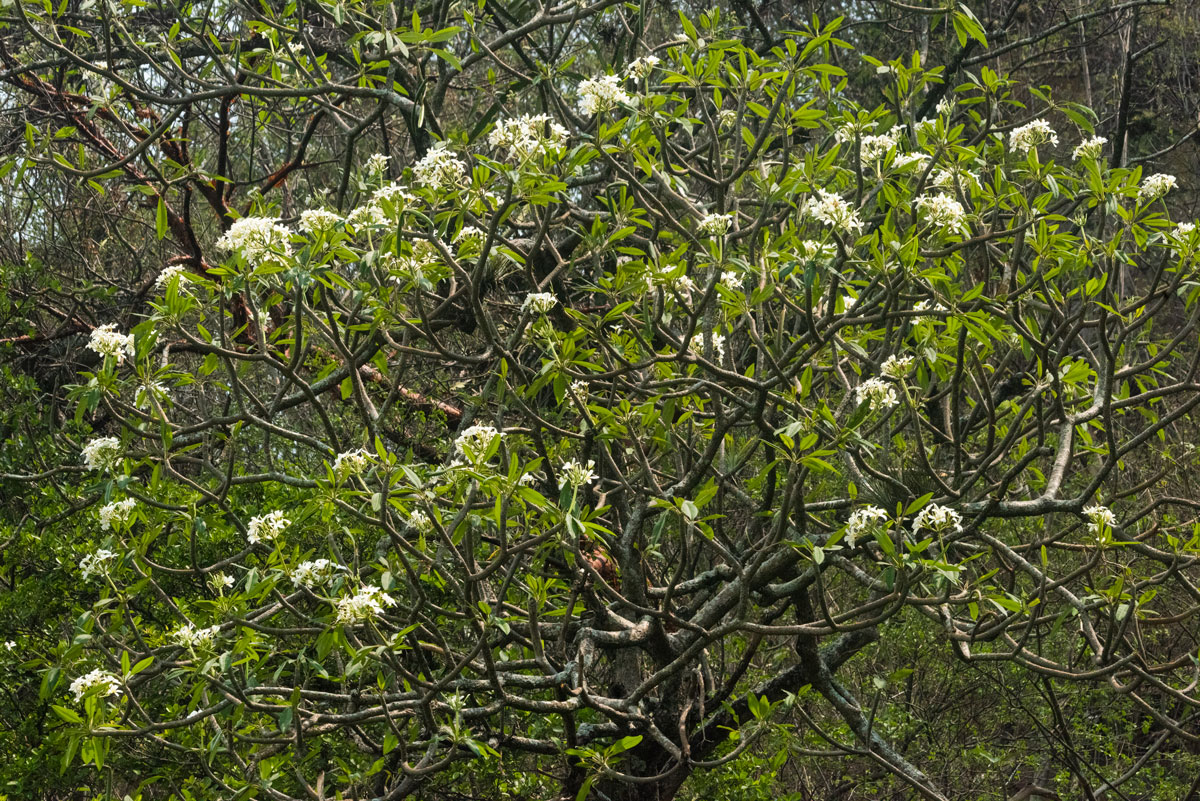 Plumeria-variant-Lake-Amatitlan-bosque-seco-north-east-side-Apr-16-2023-Nikon-D810-200mm-Nikkor-NH-9340-PS-NH