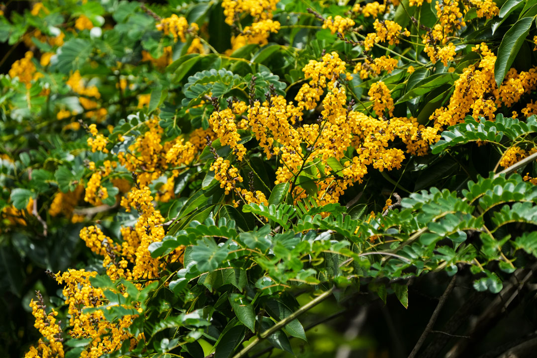 Pterocarpus-officinalis-cahue-yellow-flowers-Fuerte-San-Carlos-Rio-Dulce-Livingston