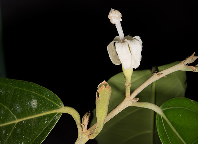 Molinillo, Rosita de Cacao, Quararibea funebris, Tikal, Guatemala 