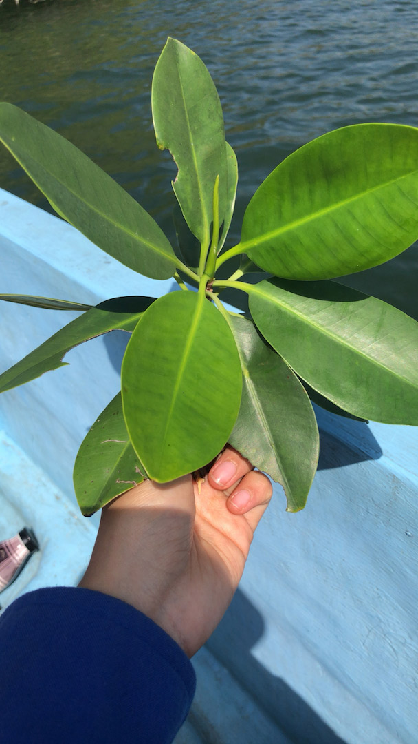 RBM-Rio-San-Pedro-Rhizophora-mangle-red-mangrove-leaf-propagule-sample-Mar-2023-VH