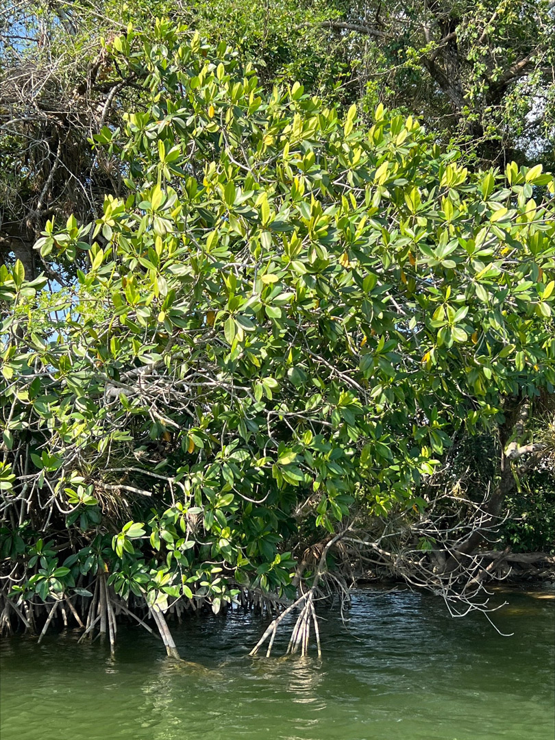 RBM-Rio-San-Pedro-Rhizophora-mangle-red-mangrove-leaves-Mar-2023-VH