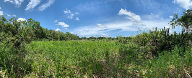 Savanna-diverse-humid-ecosystems