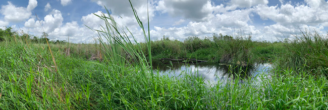 Savanna-diverse-humid-ecosystems