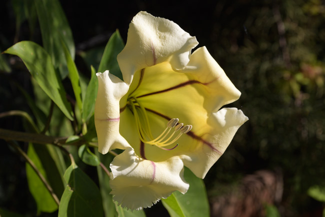 Amaranthus-amaranto-close-up-FLAAR-garden-0482 DSC0482
