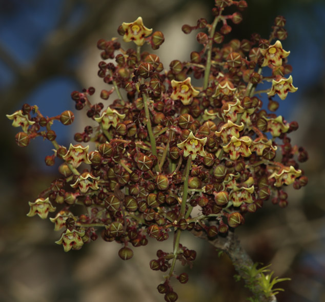 Sterculia-apetala-Castano-Flower-Frutas-Mundo-Sofia-Momzon