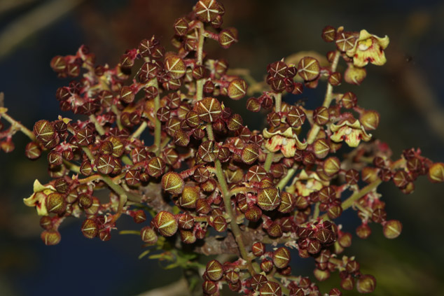 Sterculia-apetala-Castano-Flower-Frutas-Mundo-Sofia-Momzon-maya-ethnobotany