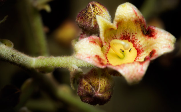 Sterculia-apetala-Castano-Flower-Frutas-Mundo-Sofia-monzon-images-maya-ethnobotany-flaar