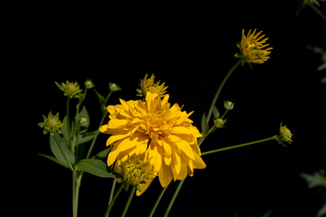 Tagetes-erecta-Flor-de-cempasuchil-Godines