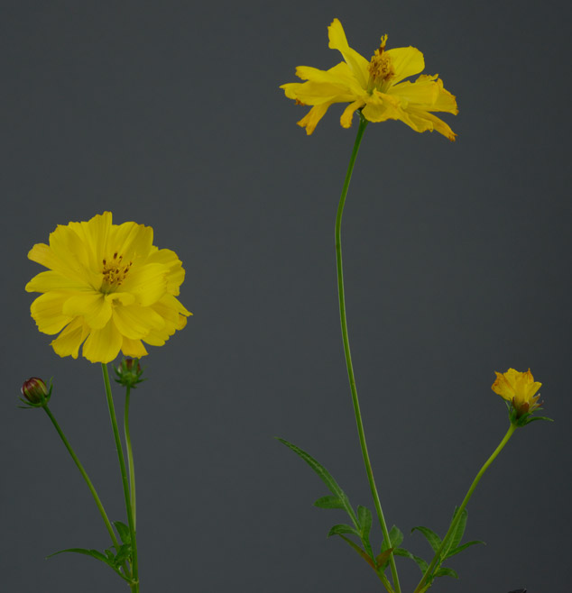 Tagetes-erecta-marigold-flor-de-muerto-FLAAR