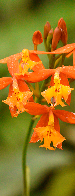 Terrestrial-orchids-2-species-Senahu-Alta_Verapaz-Guatemala-FLAAR-Mesoamerica