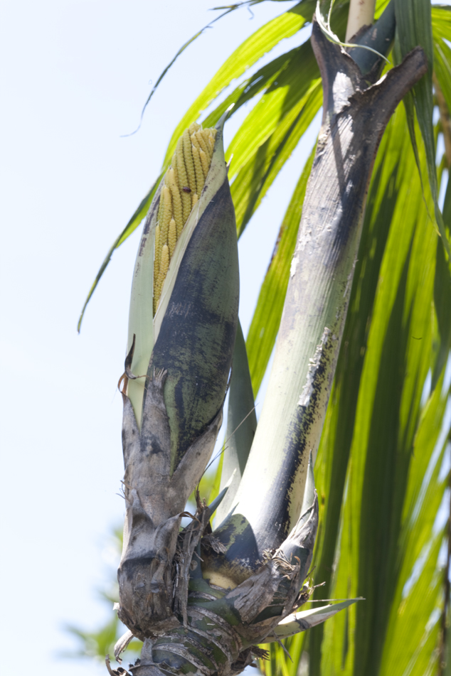 The palm forest pacaya, common plant found from Mexico to Colombia has male inflorescence edible. The Pacaya is a traditional food in Guatemala and neighboring countries, is preserved in small quantities exported to the United States and Canada. It is also a source of edible bone (heart of palm) and the leaves are used for flower arrangements and grows as an ornamental plant.