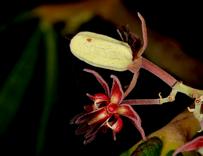 Theobroma-bicolor-flowers-baby-pods-Mayan-cocoa-chocolate