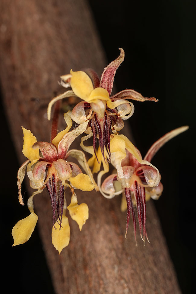 Theobroma-bicolor-flowers-baby-pods-Mayan-cocoa-chocolate