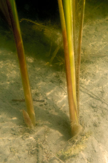 Typha-domingensis-seed-rain_IMG_0010d