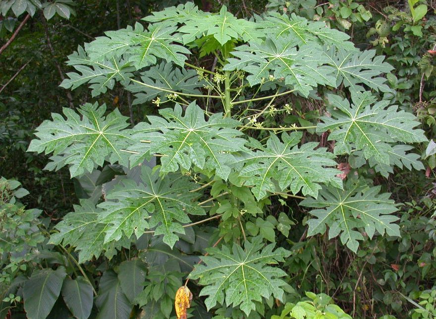 Carica Papaya