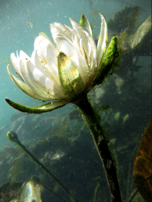 Waterlily Nymphaea ampla Rio Pucte Sayaxche Peten Guatemala June 2011