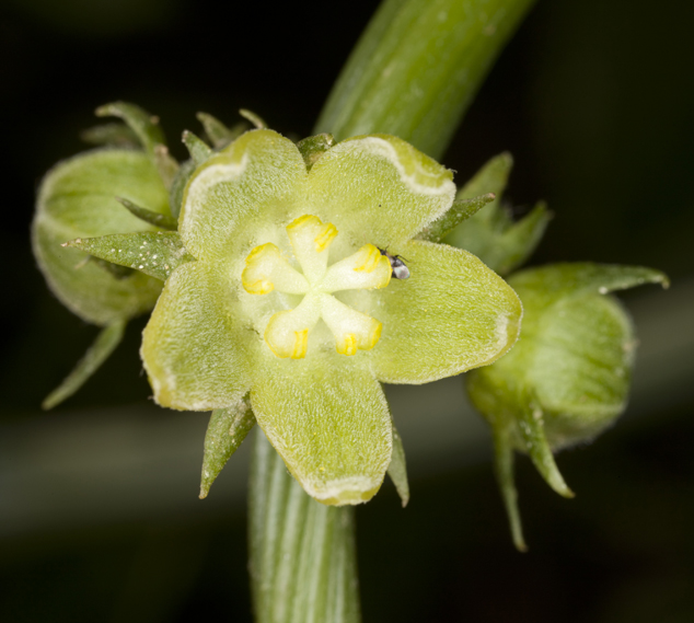 Wiskil, chayote Sechium edule flower in a plantation near Guatemala City. Photo by Sofia Monzón  