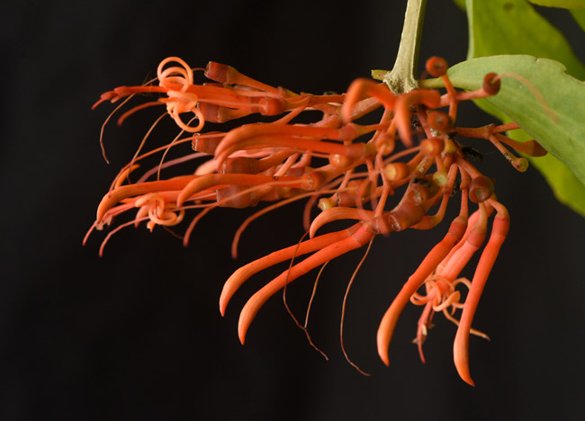 Yaxha lake north shore below camp Psittacanthus species parasitic vine orange flower