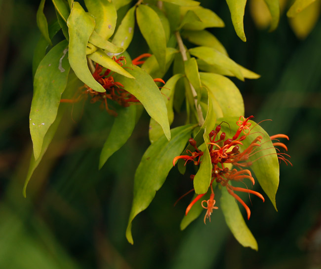 Yaxha lake north shore below camp Psittacanthus species parasitic vine orange flower