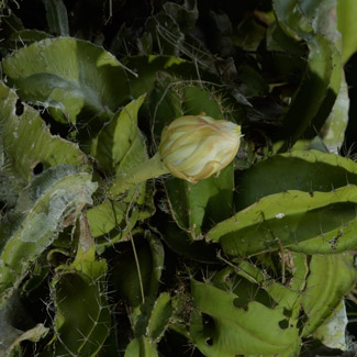 Selenicereus testudo blooming