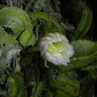 Selenicereus testudo blooming