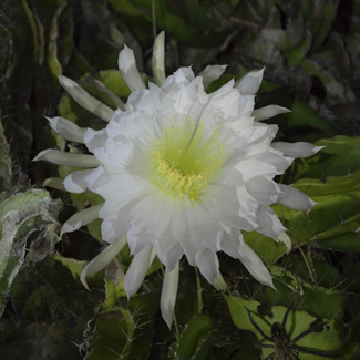 Selenicereus testudo blooming