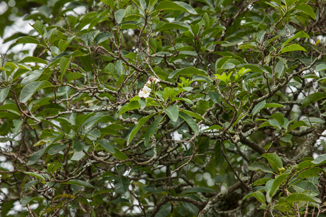 Bourreria-huanita-Esquisuchil-cacao-flavoring-tree