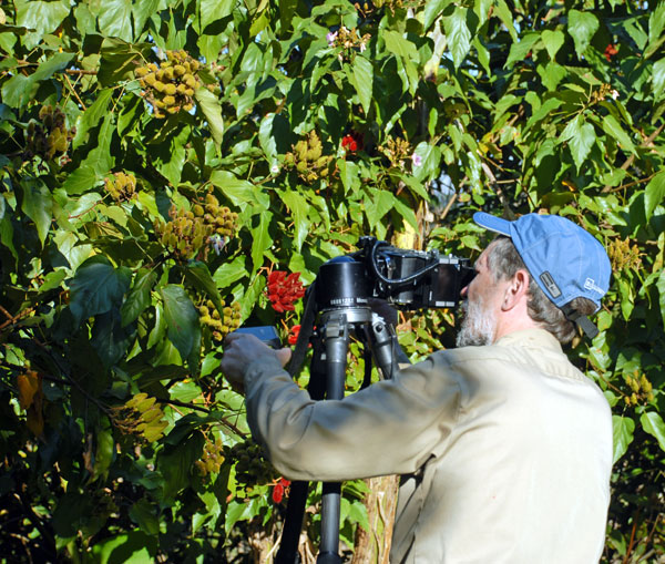 Achiote branches photographed by Nicholas Hellmuth in tree, Maya ethnobotany image