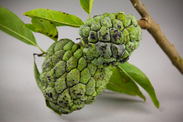 Guanabana, Annona muricata fruit from a local market in Guatemal. Photo by Nicholas Hellmuth, Guatemala.