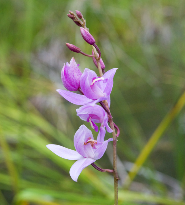 aquatic-orchid-bog-orchid-flowers-Lake-Yaxha-Peten-Guatemala