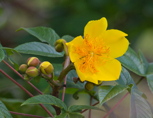 Buds and open flower, Tecomasuche is a medicinal plant used by the maya. Photo taken in Jutiapa by Sofia Monzon