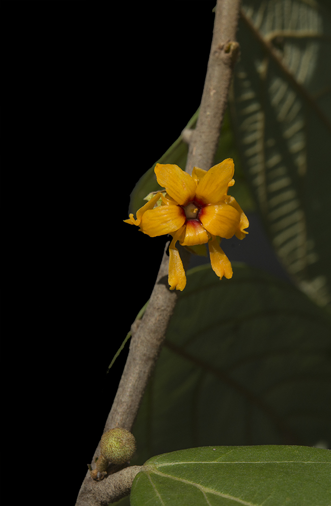 Theobroma-angusifolium-Cacao-1202
