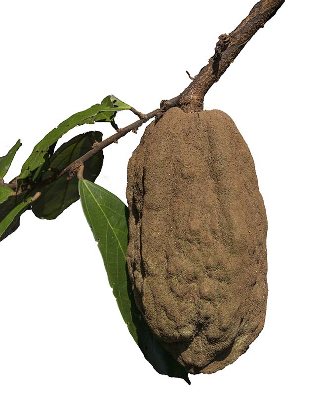 Theobroma-angusifolium-Cacao-1257