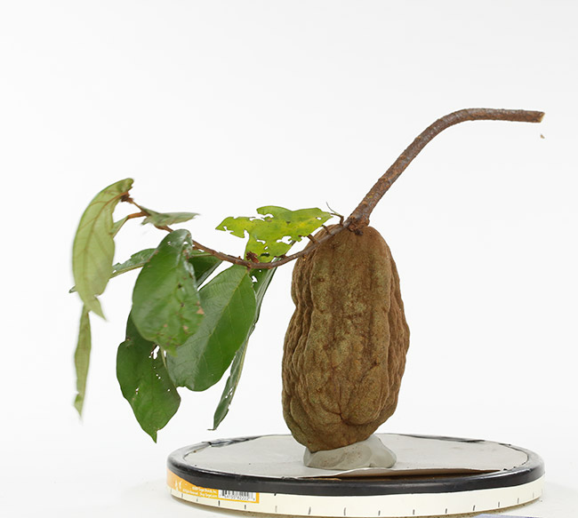 Theobroma-angustifolium-Cacao-FLAAR-Westcott-SM pothograpy-0626