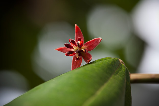 pataxte-frontal-flower-on-leaf-Samayac-image-4184