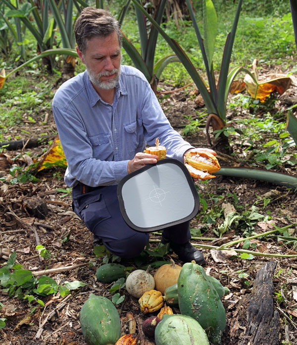 Cacao section displayed by Nicholas Hellmuth, Maya ethnobotany Guatemala image