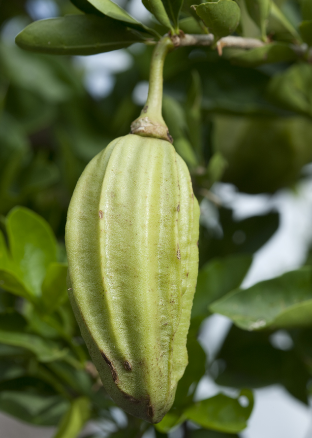 Caiba, cuajilote, Parmentiera aculeata fruit oblong, the fruits can be of different shapes, Photo by Nicholas Hellmuth.