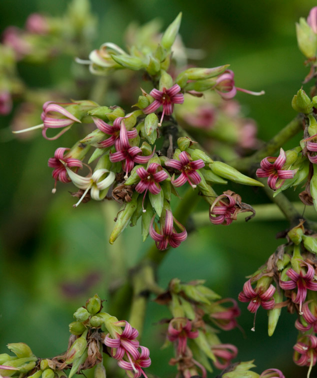 Cashew flowers at Monterrico, notice the white stripes of the flower, flaar archive photo by Nicholas Hellmuth