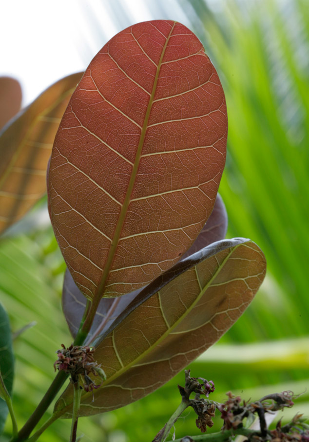 Cashew leaves, notice the leathery texture, characteristic of this tree, flaar archive, photo by Nicholas Hellmuth