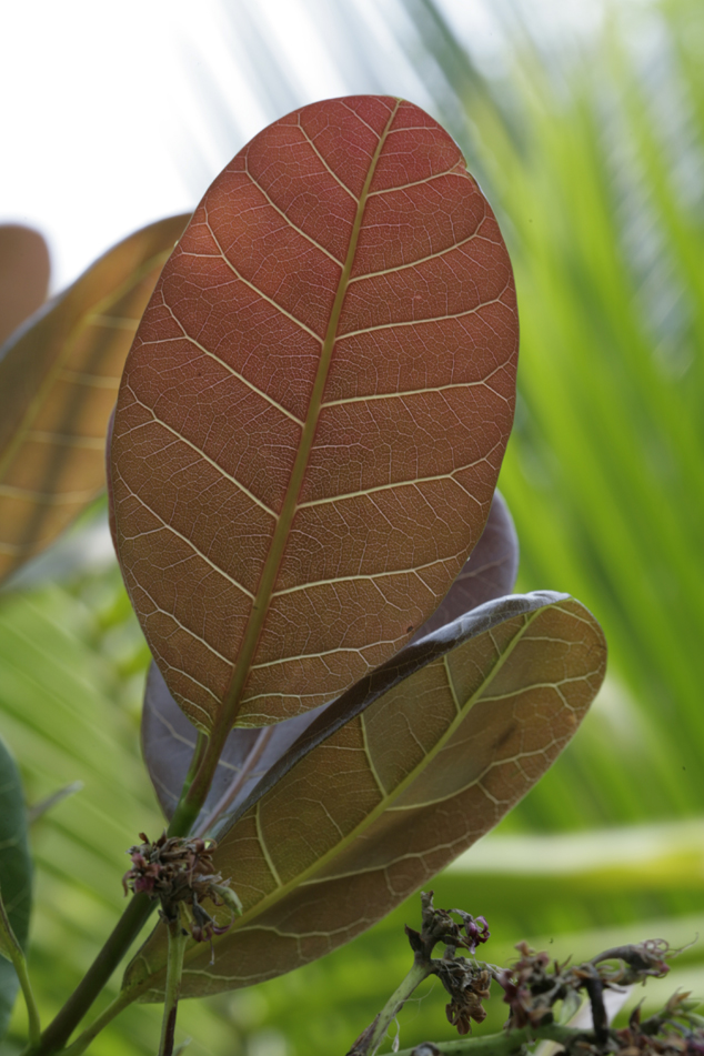 Cashew leaves, notice the leathery texture, characteristic of this tree, flaar archive, photo by Nicholas Hellmuth